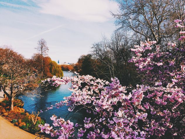 Blooming trees in park, London, England - Free image #346915