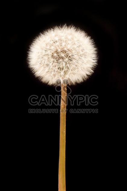 White fluffy dandelion on black background - Free image #346925