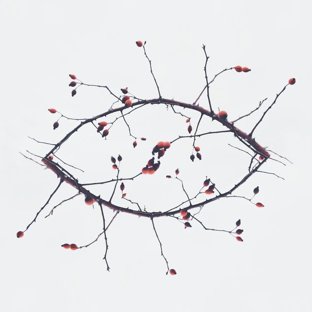Branches in shape of eye on white background - image #347185 gratis