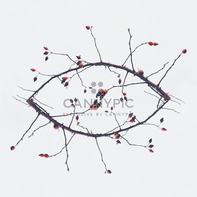Branches in shape of eye on white background - Free image #347185