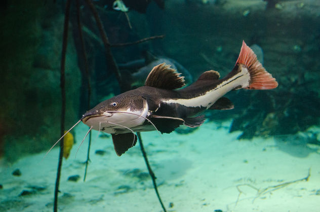 Redtail catfish - Free image #348335