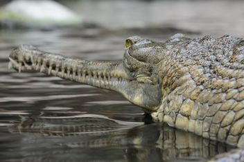 Closeup portrait of gavial in pond - Free image #348375