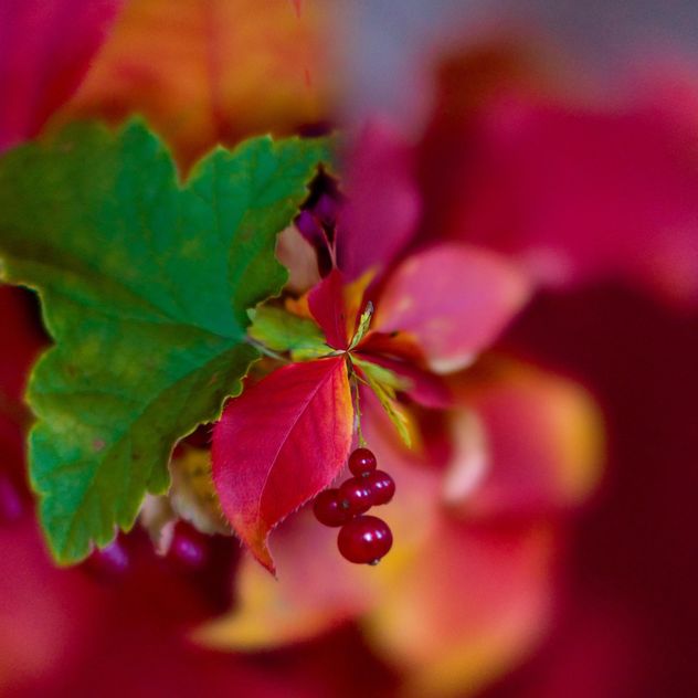 Closeup of red currant with colorful leaves - image #348395 gratis