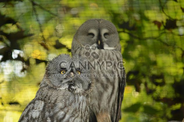 Two owls on natural green background - image #348425 gratis