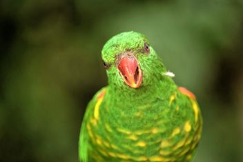 Beautiful green lorikeet parrot - бесплатный image #348455