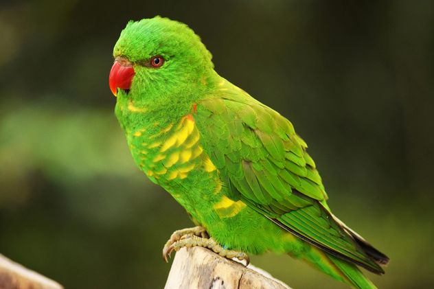 Beautiful green lorikeet parrot - image #348465 gratis