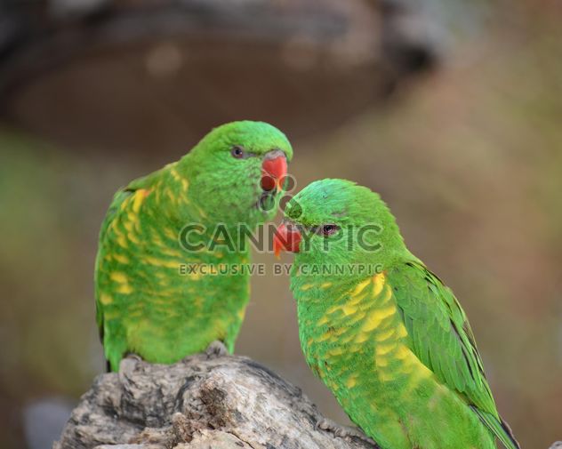 Pair of green lorikeet parrots - image gratuit #348475 