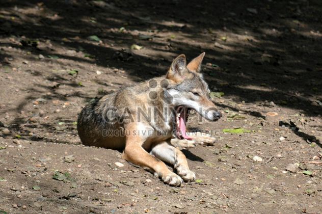 Grey wolf resting on ground in zoo - Free image #348485