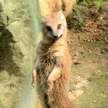 Portrait of cute mongoose in nature - image gratuit #348495 