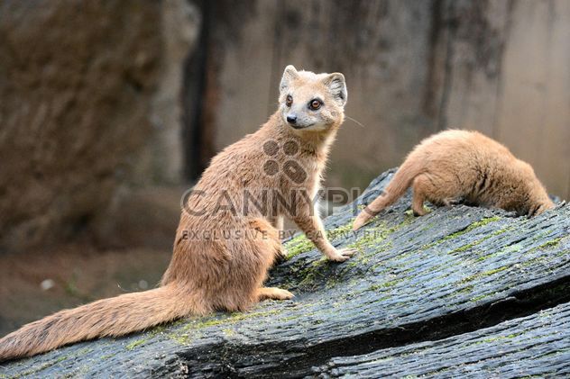 Two mongooses on tree bark - image #348505 gratis