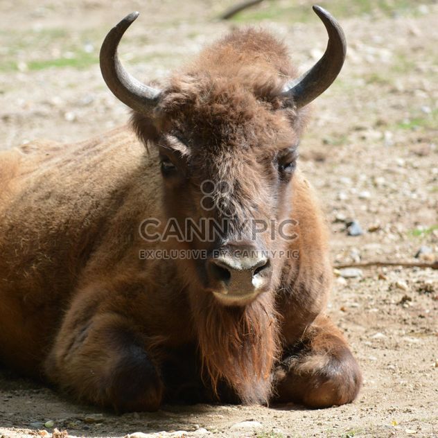 Wild aurochs resting on ground - image #348565 gratis
