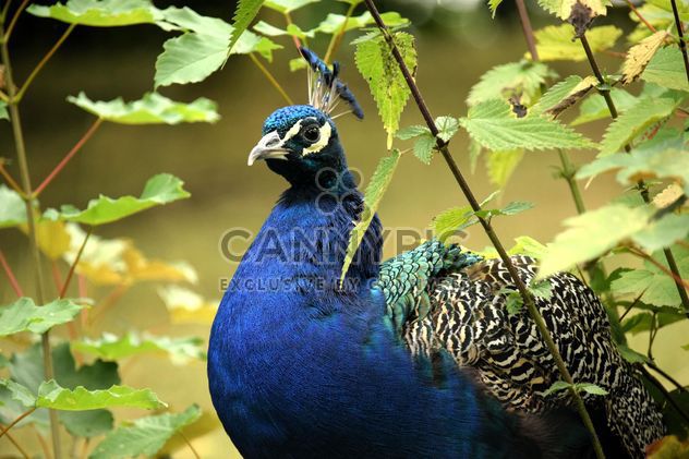Portrait of beautiful peacock in park - бесплатный image #348585