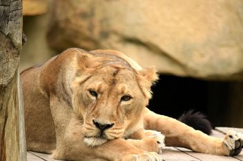 Sad lioness resting in zoo - бесплатный image #348595