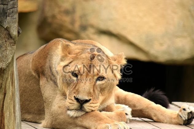 Sad lioness resting in zoo - Free image #348595