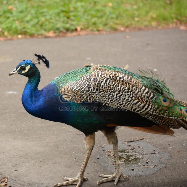 Beautiful peacock on asphalt in park - бесплатный image #348615