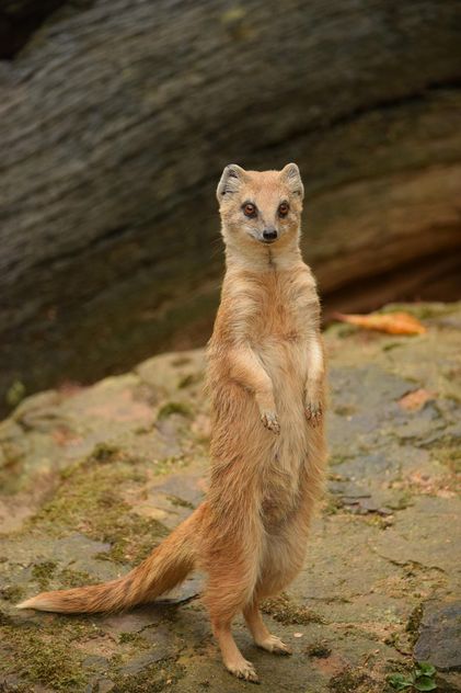 Portrait of cute mongoose standing on ground - image gratuit #348625 