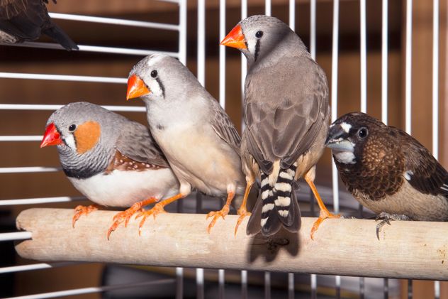 Sparrow and zebra finches - image gratuit #350245 