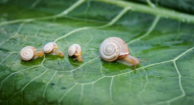 Family of snails on leaf - Free image #350265