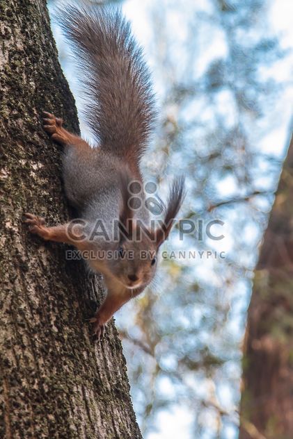 Cute squirrel on tree - Free image #350295