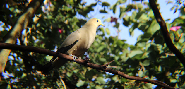 Pied Imperial Pigeon - Free image #350965