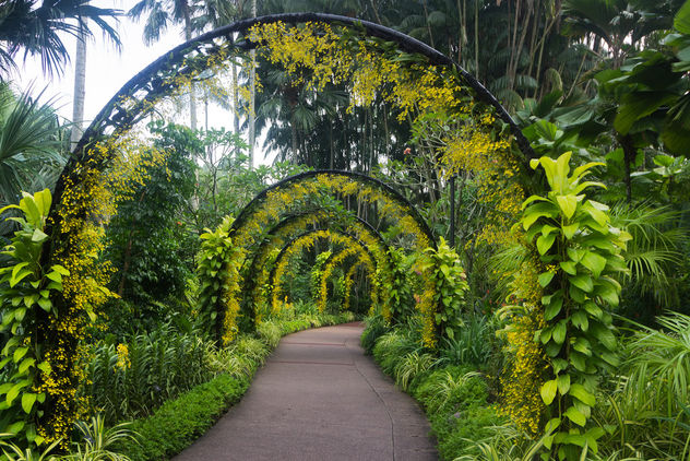 At Singapore Botanic Gardens - image gratuit #351195 