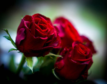Valentines roses - image gratuit #351405 