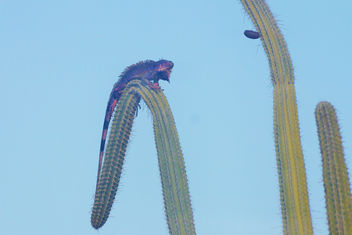 Iguana on the Island of Aruba - бесплатный image #351485