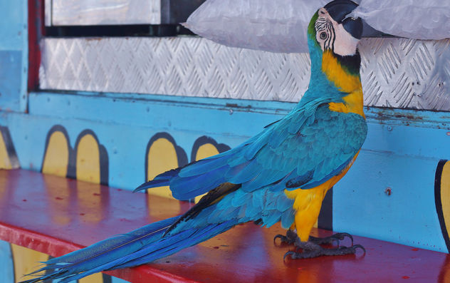 Parrot Trying to Cool Down - image gratuit #351575 