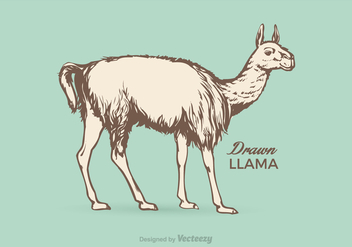 Free Llama Vector Illustration - Free vector #356835