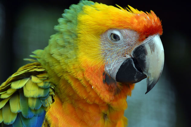 Colorful Macaw - image gratuit #358745 