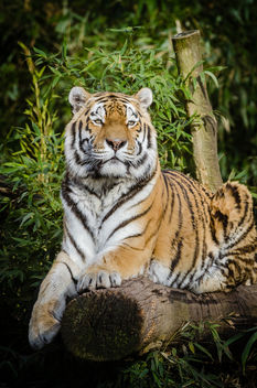 Tiger - image #362305 gratis