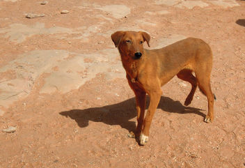Egypt (Ebu Simbel) Desert's lonely dog - image #362325 gratis