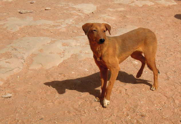 Egypt (Ebu Simbel) Desert's lonely dog - бесплатный image #362325