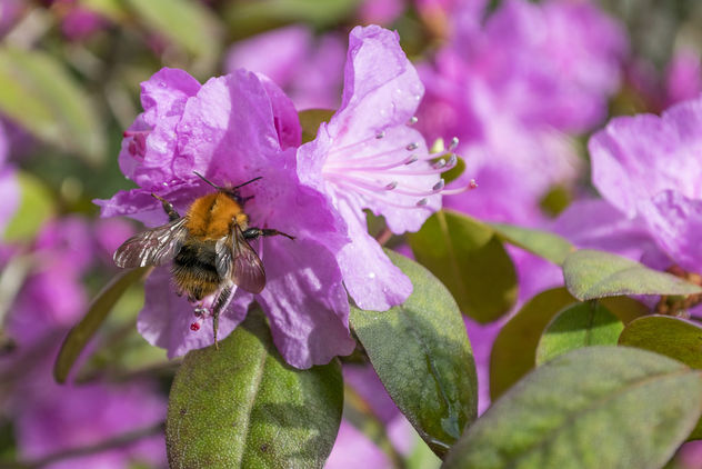 Azalea with Bumble Bee 2 - Free image #362395