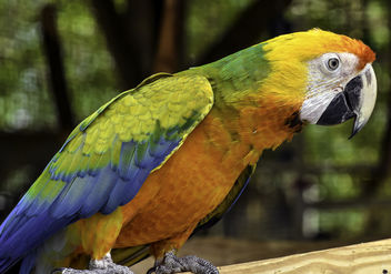 Multi-Colored Macaw - Kostenloses image #363005