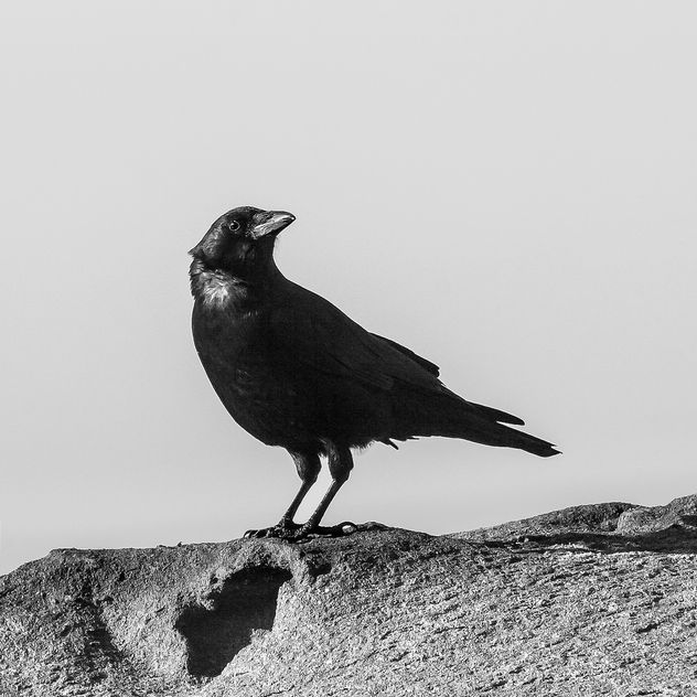The Crow.jpg - image gratuit #363275 