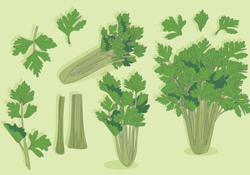 Celery Vector - Kostenloses vector #364625