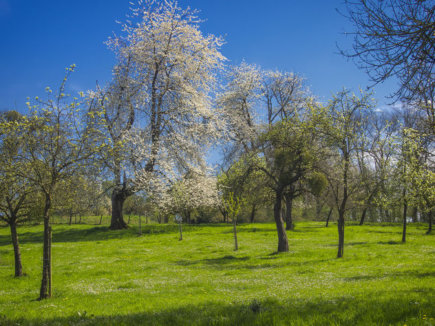 Spring Orchard - image #365085 gratis