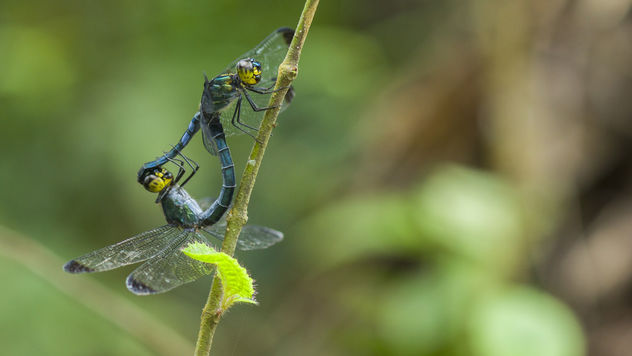 A pair of dragonfly was in wheel, so called mating. Dragonfly are belongs to Cratilla lineata lineata (Brauer, 1878) - image #365535 gratis