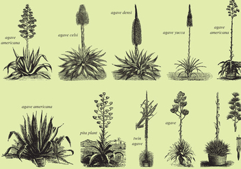 Agave And Maguey Drawings - Free vector #369115