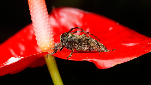 Little long horn beetle on a flower - бесплатный image #372555