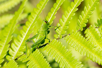 Grasshopper - image gratuit #375005 