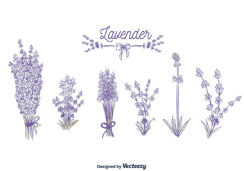 Lavender Vector - бесплатный vector #375395