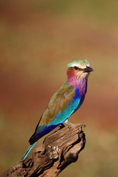 Colours of Africa - image #376395 gratis