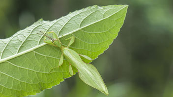 Male stick insect - Free image #376455