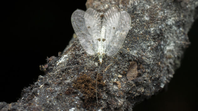 White lacewing with black dots on wing - Free image #376745