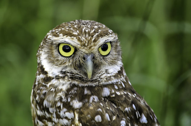 Burrowing Owl Portrait - image #376865 gratis
