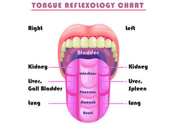 Tongue Reflexology Chart Vector - Kostenloses vector #380455