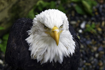 Alaskan Bald Eagle - image #382245 gratis