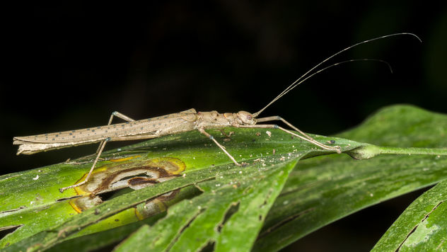 Brown Stick Insect with blue spots on wings - Free image #382295